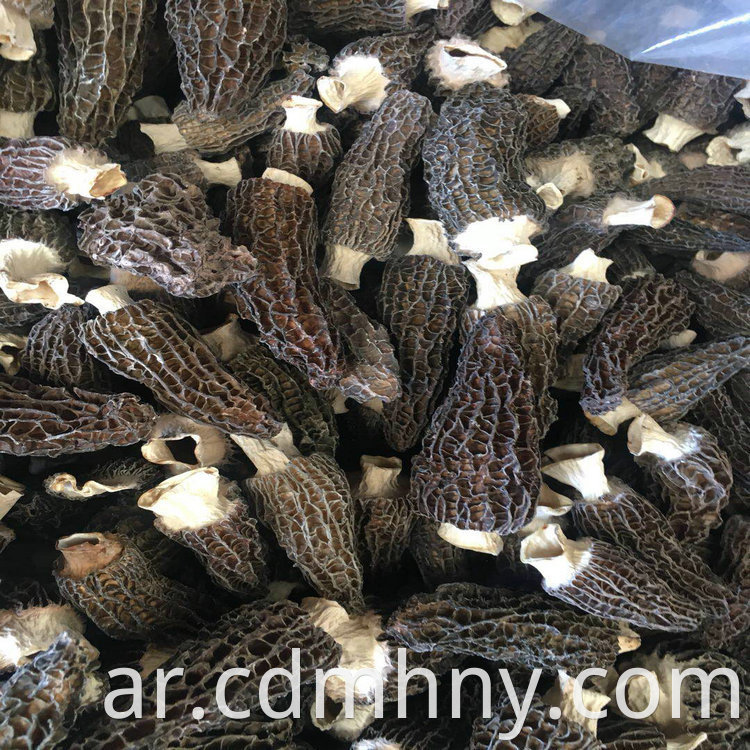 Morchella Vulgaris 15